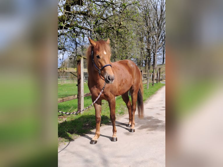Quarter Pony Stute 3 Jahre 150 cm Fuchs in Lage