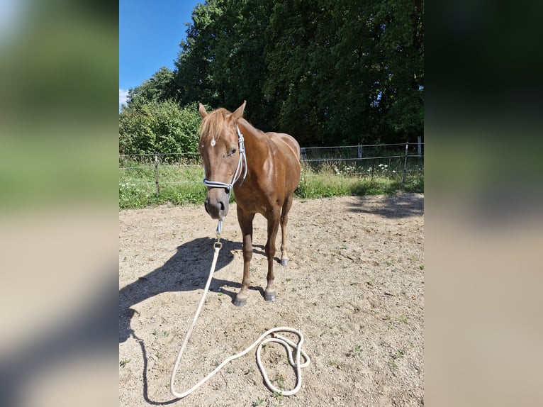 Quarter Pony Mix Stute 3 Jahre 150 cm Fuchs in Lage