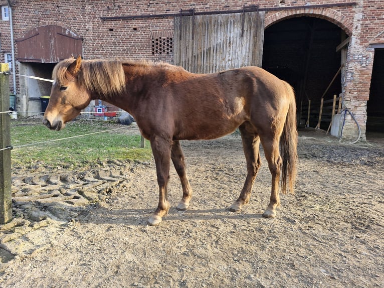 Quarter Pony Mix Stute 3 Jahre 150 cm Fuchs in Lage