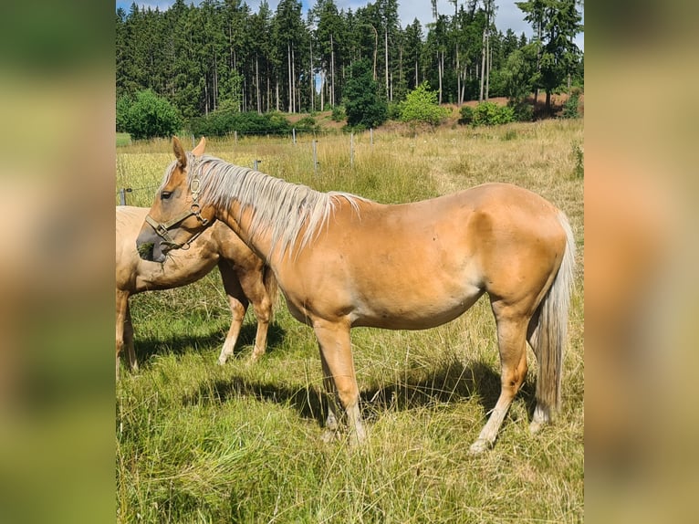 Quarter Pony Stute 3 Jahre 150 cm Palomino in Selbitz