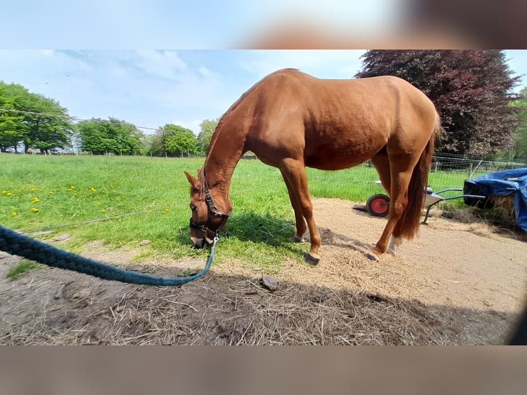 Quarter Pony Mix Stute 3 Jahre 152 cm Fuchs in Raeren