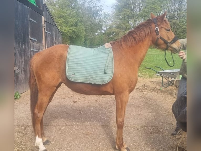 Quarter Pony Mix Stute 3 Jahre 152 cm Fuchs in Raeren