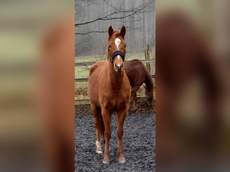 Quarter Pony Mix Stute 3 Jahre 152 cm Fuchs in Raeren