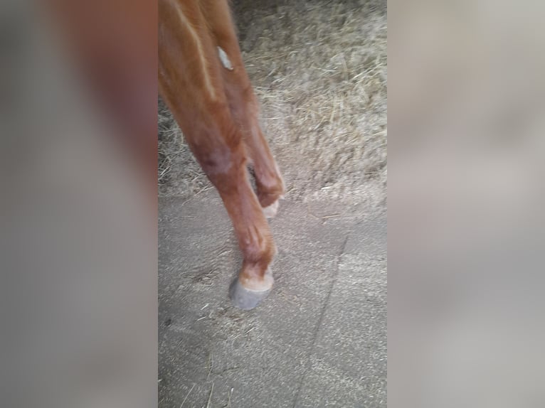 Quarter Pony Mix Stute 3 Jahre 152 cm Fuchs in Raeren