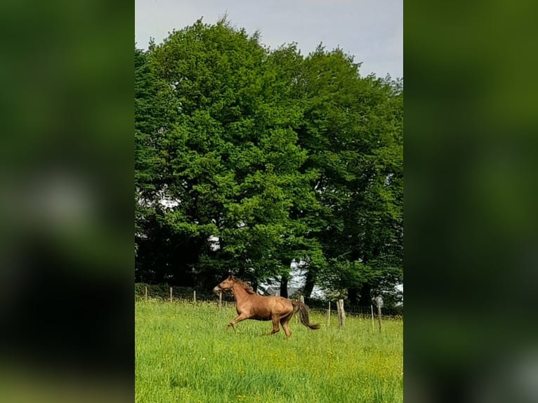Quarter Pony Mix Stute 3 Jahre 152 cm Fuchs in Raeren