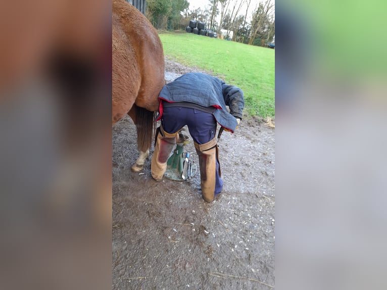 Quarter Pony Mix Stute 3 Jahre 152 cm Fuchs in Raeren