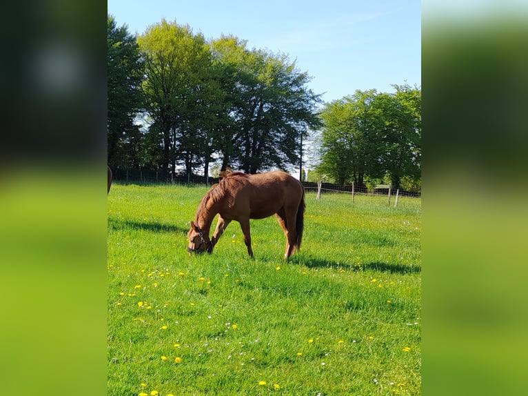 Quarter Pony Mix Stute 3 Jahre 152 cm Fuchs in Raeren