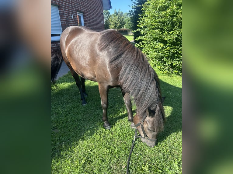 Quarter Pony Mix Stute 3 Jahre Rappe in Verl