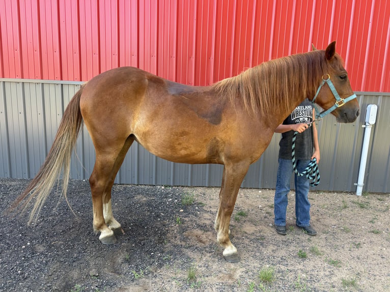 Quarter Pony Stute 4 Jahre 135 cm Fuchs in Woodruff wi