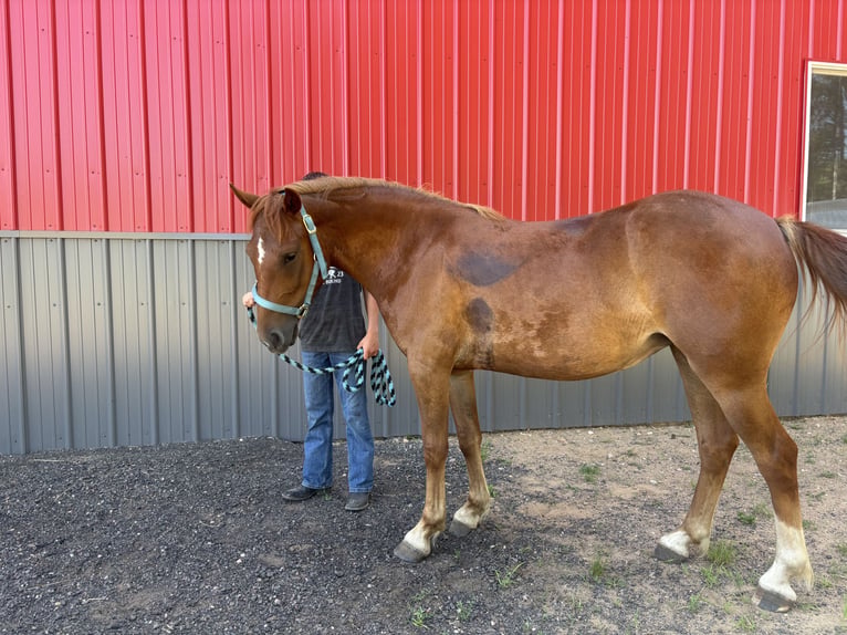 Quarter Pony Stute 4 Jahre 135 cm Fuchs in Woodruff wi