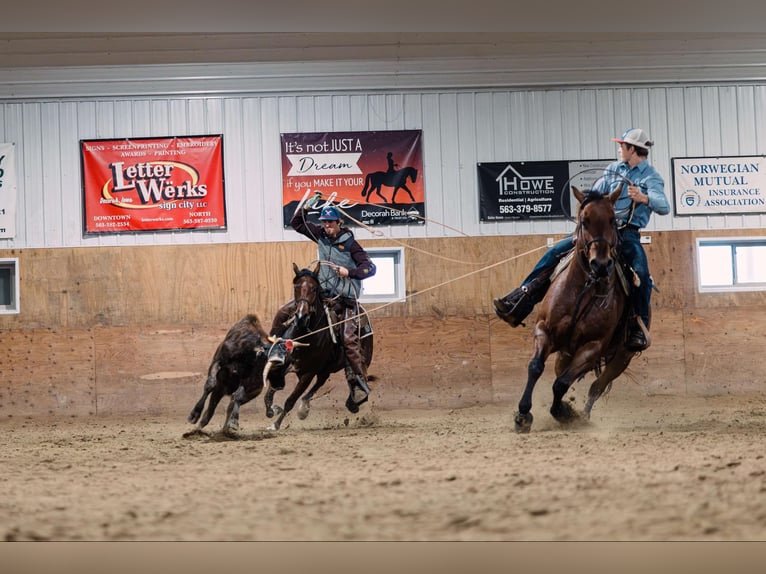 Quarter Pony Stute 4 Jahre 137 cm Rotbrauner in Decorah, IA