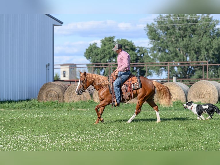 Quarter Pony Mix Stute 4 Jahre 137 cm Rotfuchs in Cannon Falls