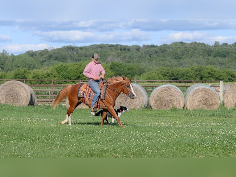 Quarter Pony Mix Stute 4 Jahre 137 cm Rotfuchs in Cannon Falls
