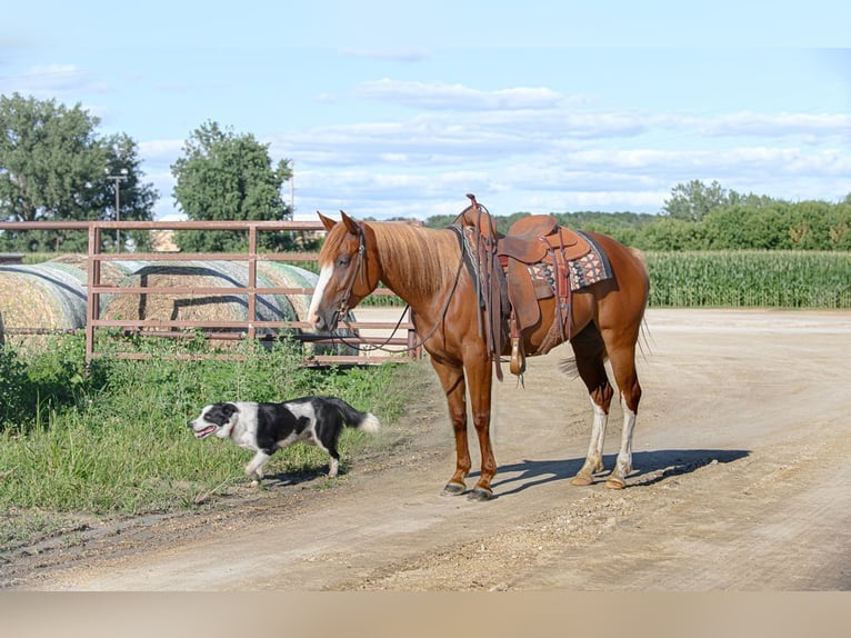 Quarter Pony Mix Stute 4 Jahre 137 cm Rotfuchs in Cannon Falls