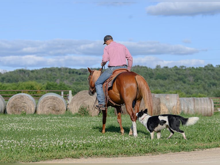 Quarter Pony Mix Stute 4 Jahre 137 cm Rotfuchs in Cannon Falls