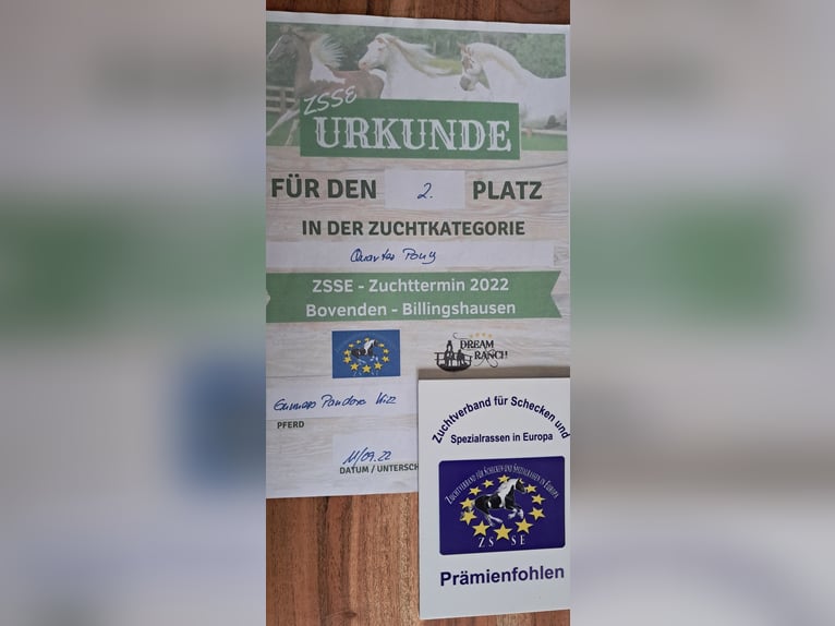 Quarter Pony Stute 4 Jahre 140 cm Champagne in Bayerbach