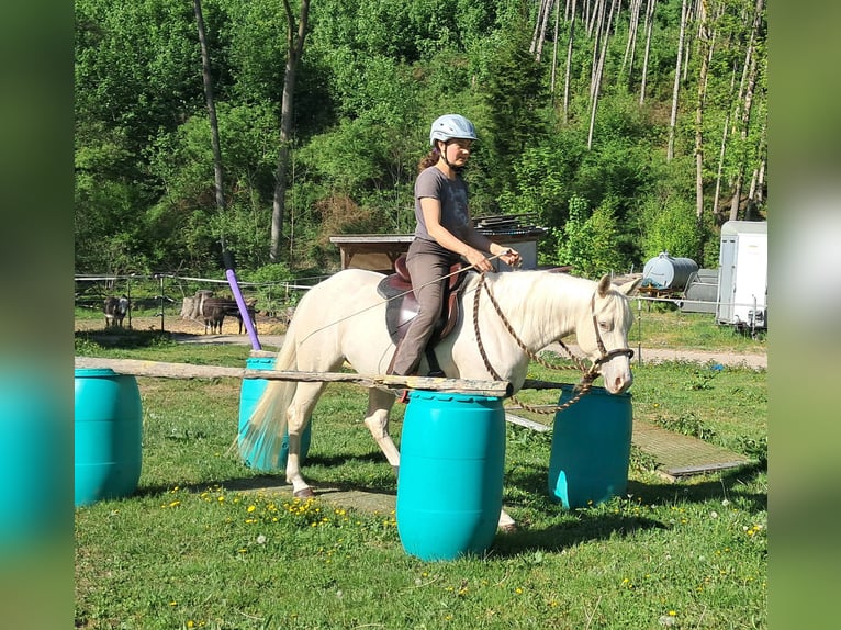 Quarter Pony Stute 4 Jahre 142 cm Cremello in Bayerbach