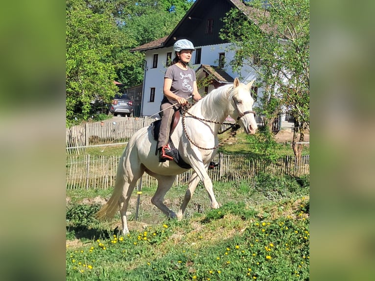Quarter Pony Stute 4 Jahre 142 cm Cremello in Bayerbach