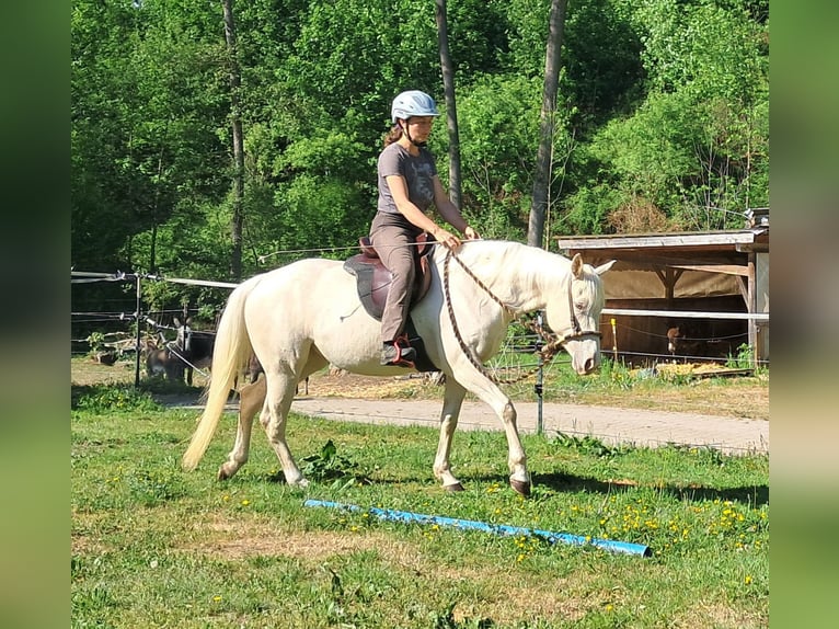 Quarter Pony Stute 4 Jahre 142 cm Cremello in Bayerbach