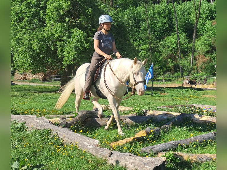 Quarter Pony Stute 4 Jahre 142 cm Cremello in Bayerbach