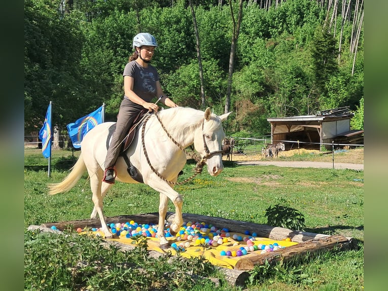 Quarter Pony Stute 4 Jahre 142 cm Cremello in Bayerbach