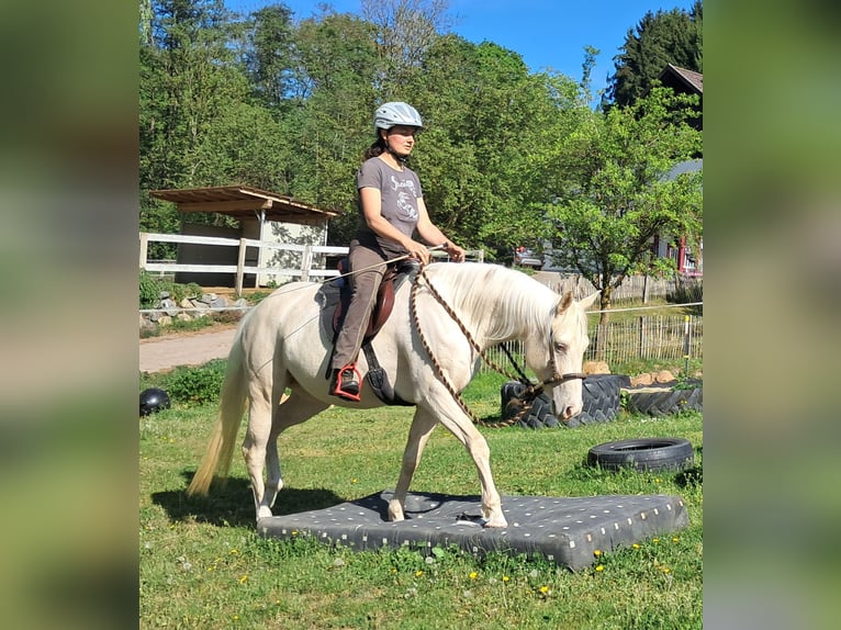 Quarter Pony Stute 4 Jahre 142 cm Cremello in Bayerbach
