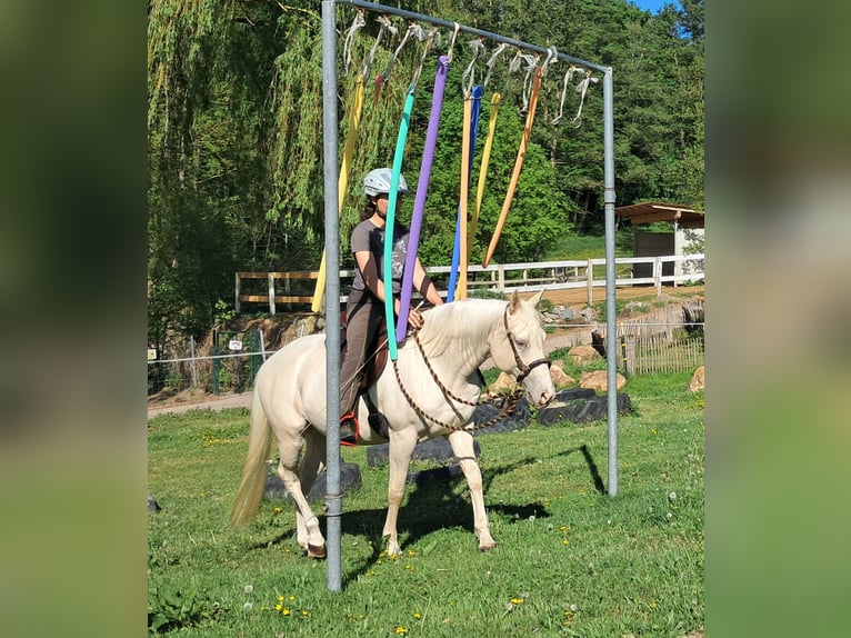 Quarter Pony Stute 4 Jahre 142 cm Cremello in Bayerbach