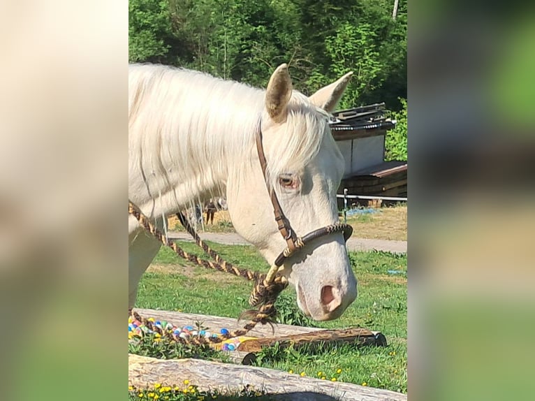Quarter Pony Stute 4 Jahre 142 cm Cremello in Bayerbach