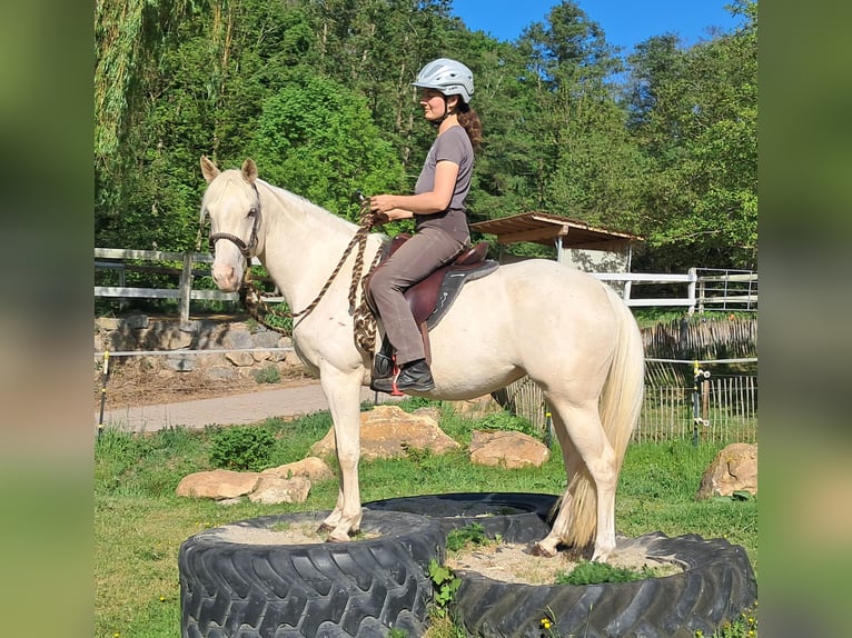 Quarter Pony Stute 4 Jahre 142 cm Cremello in Bayerbach