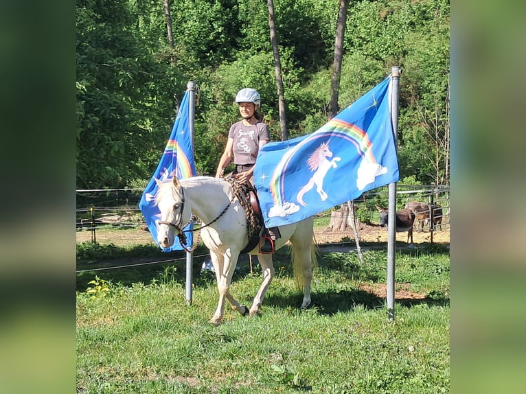 Quarter Pony Stute 4 Jahre 142 cm Cremello in Bayerbach