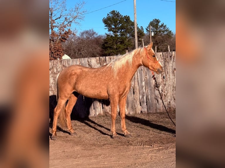 Quarter Pony Stute 4 Jahre 142 cm Palomino in Antlers