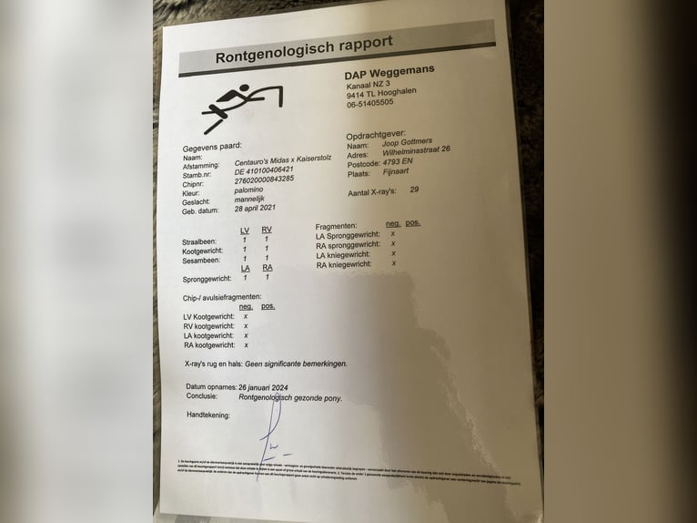 Quarter Pony Stute 4 Jahre 147 cm Palomino in Roosendaal