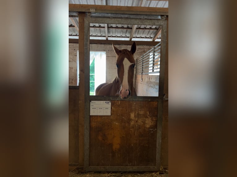 Quarter Pony Stute 4 Jahre 148 cm Fuchs in Hohenthann
