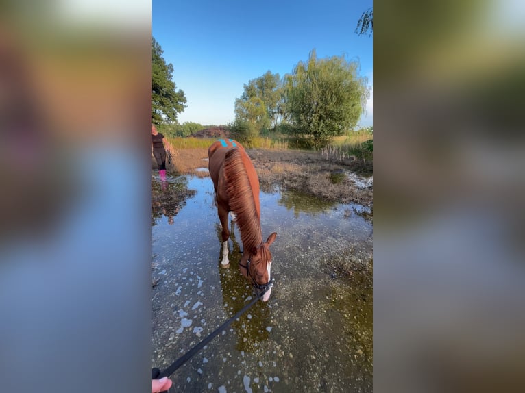 Quarter Pony Stute 4 Jahre 148 cm Fuchs in Hohenthann