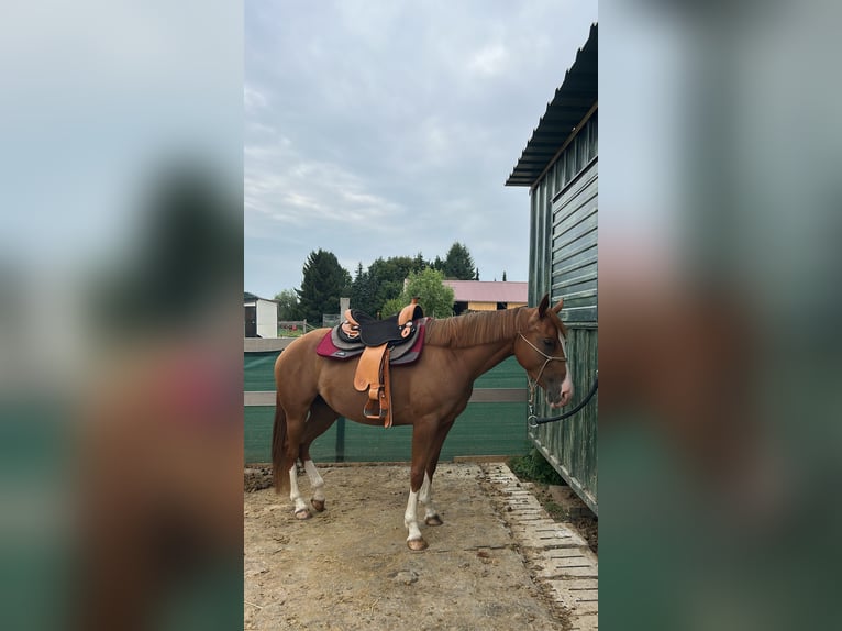 Quarter Pony Stute 4 Jahre 148 cm Fuchs in Hohenthann