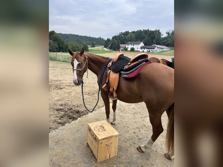Quarter Pony Stute 4 Jahre 148 cm Fuchs in Hohenthann