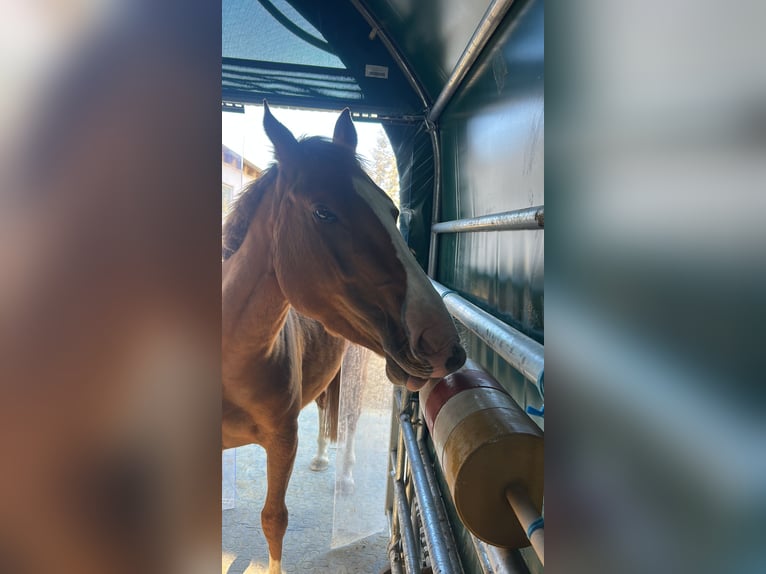 Quarter Pony Stute 4 Jahre 148 cm Fuchs in Hohenthann