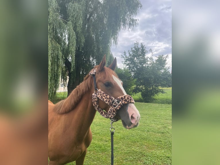Quarter Pony Stute 4 Jahre 148 cm Fuchs in Hohenthann