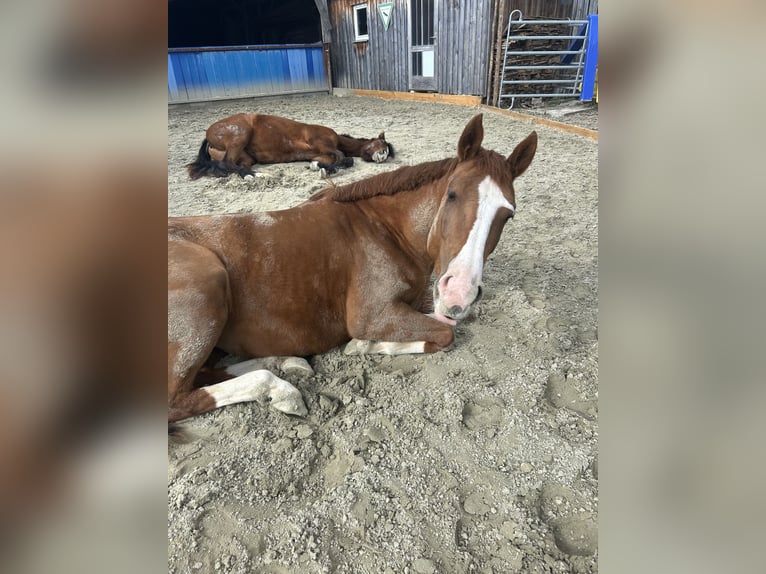 Quarter Pony Stute 4 Jahre 148 cm Fuchs in Hohenthann