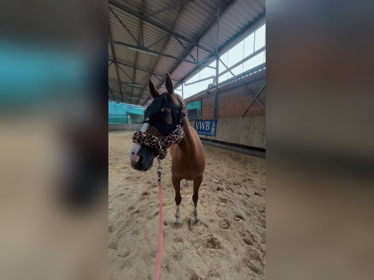 Quarter Pony Stute 4 Jahre 148 cm Fuchs in Hohenthann