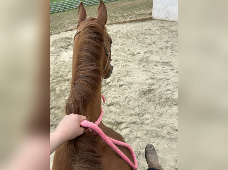 Quarter Pony Stute 4 Jahre 148 cm Fuchs in Hohenthann