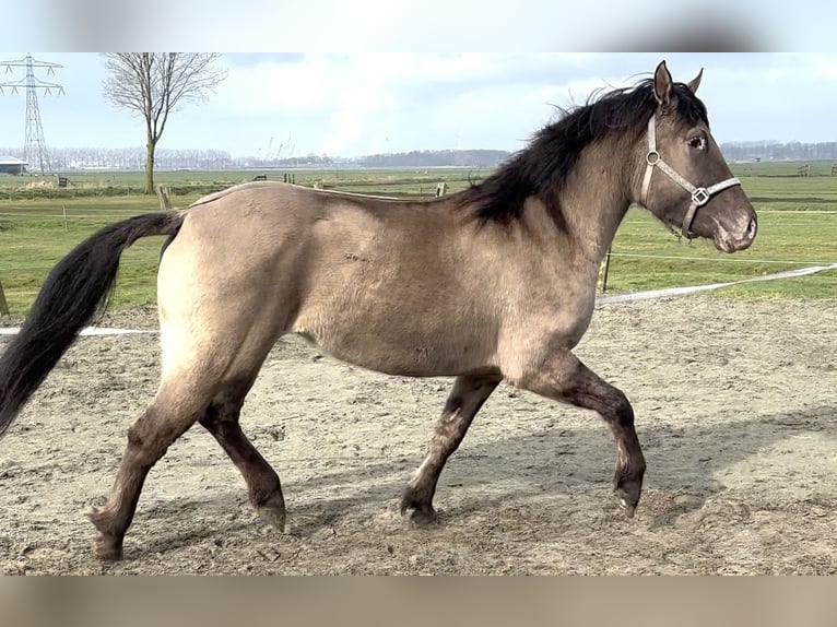 Quarter Pony Mix Stute 4 Jahre 150 cm Champagne in Zwartewaal