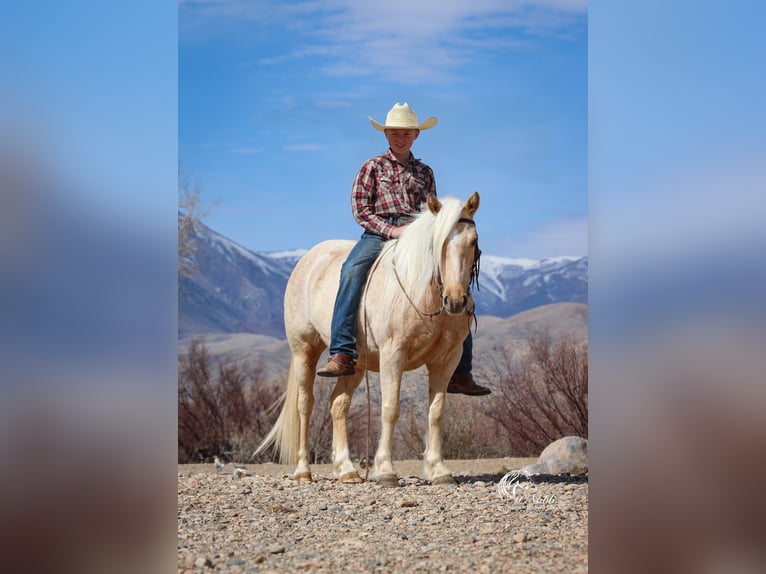 Quarter Pony Stute 4 Jahre Palomino in Cody