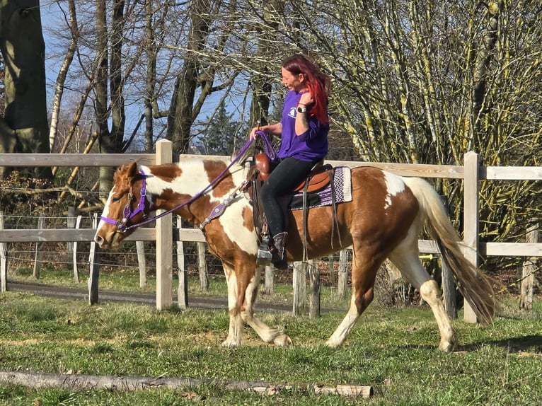 Quarter Pony Stute 4 Jahre Schecke in Linkenbach