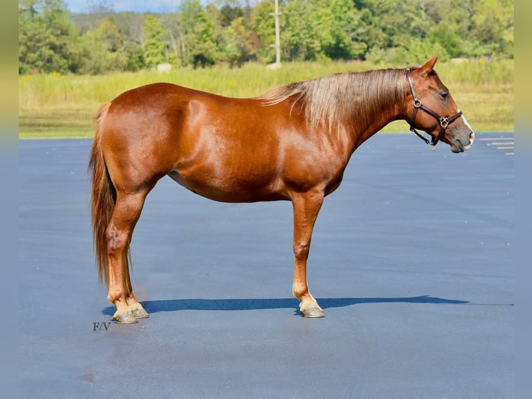 Quarter Pony Stute 5 Jahre 137 cm Rotfuchs in Cabool