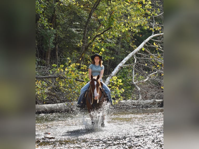 Quarter Pony Stute 5 Jahre 137 cm Rotfuchs in Cabool