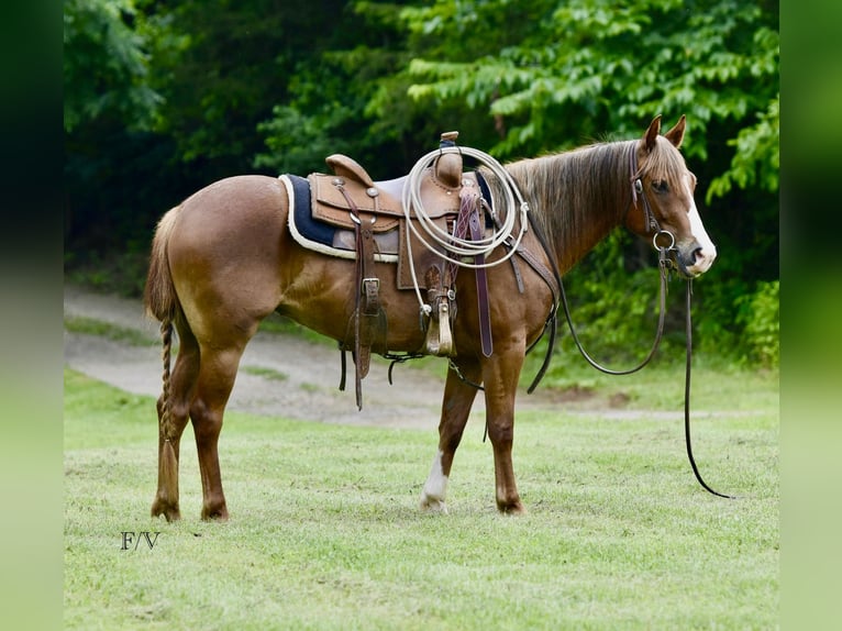 Quarter Pony Stute 5 Jahre 137 cm Rotfuchs in Cabool
