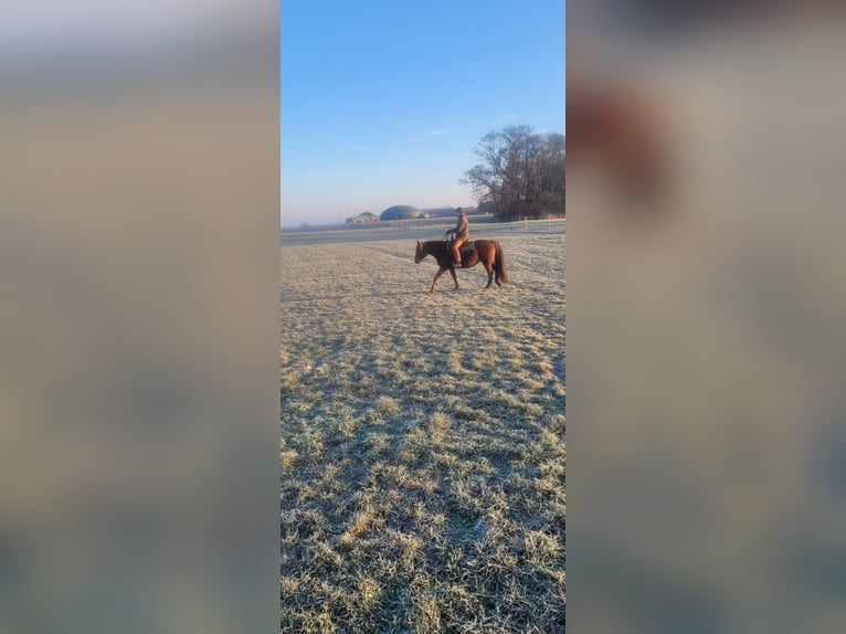 Quarter Pony Stute 5 Jahre 145 cm Fuchs in Karstädt, Prignitz