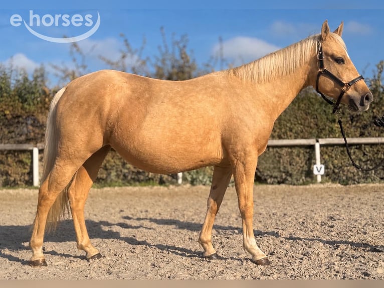 Quarter Pony Mix Stute 5 Jahre 145 cm Palomino in Neustadt (Wied)