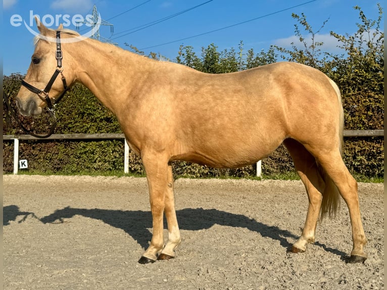 Quarter Pony Mix Stute 5 Jahre 145 cm Palomino in Neustadt (Wied)